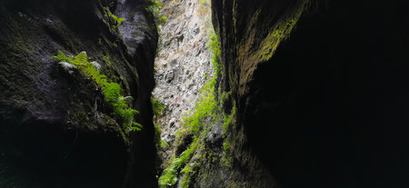 Los Tilos Forest on the island of La Palma, a place of indescribable beautyの写真素材