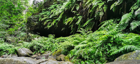Los Tilos Forest on the island of La Palma, a place of indescribable beauty