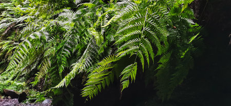 Los Tilos Forest on the island of La Palma, a place of indescribable beautyの写真素材