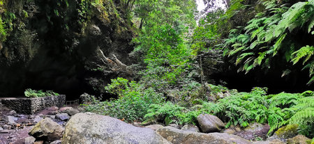 Los Tilos Forest on the island of La Palma, a place of indescribable beautyの写真素材