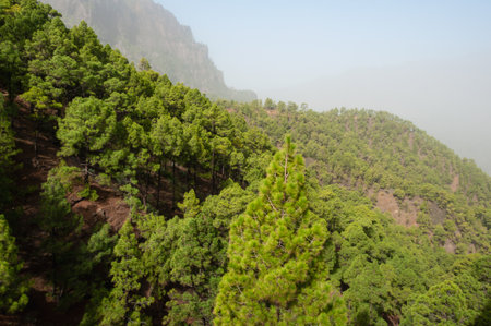 Volcanic landscape on the island of La Palma in the Canary Islandsの写真素材