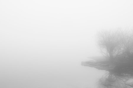 Foggy landscape with bare trees and bushes in the foreground in Serra da Estrela, Portugal