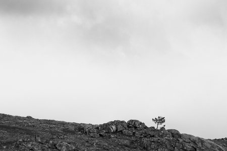 After summer forest fires in Portugalの写真素材