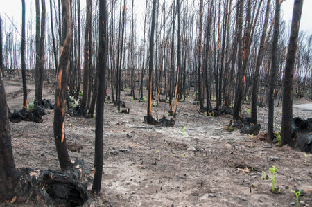 After summer forest fires in Portugalの写真素材