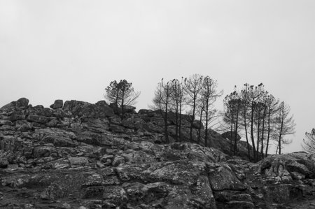 After summer forest fires in Portugalの写真素材