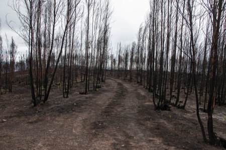 After summer forest fires in Portugalの写真素材