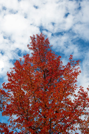 Colorful autumn trees in the city park on a cloudy day.の写真素材