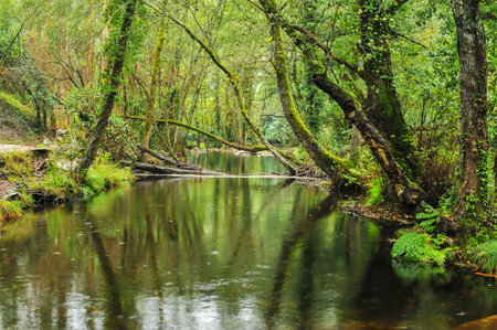 River in the forest. River in the forest. Nature composition.の写真素材