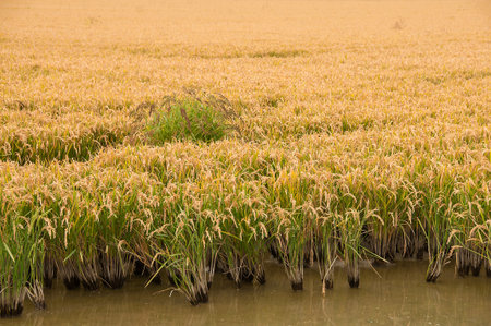 Golden agricultural field sown with riceの写真素材