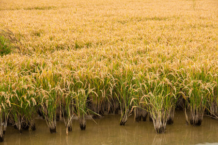 Golden agricultural field sown with riceの写真素材