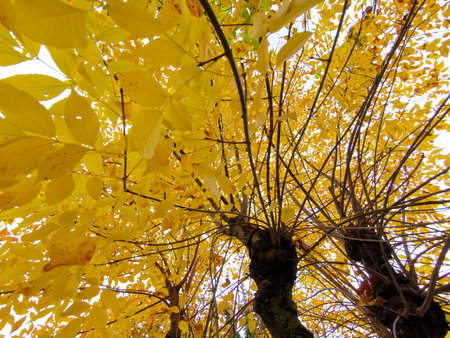 Trees with yellow leaves as a sign of autumnの写真素材