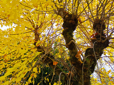 Trees with yellow leaves as a sign of autumnの写真素材