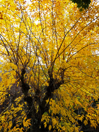 Trees with yellow leaves as a sign of autumnの写真素材