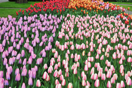 Detail of tulips in the magnificent Keukenhof garden, located in Netherlandsの写真素材
