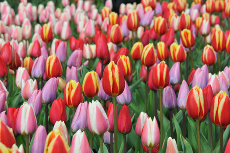 Detail of tulips in the magnificent Keukenhof garden, located in Netherlandsの写真素材