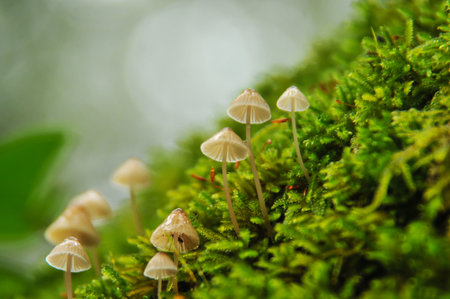 Mushrooms in the forest, close-up macro photo.の写真素材