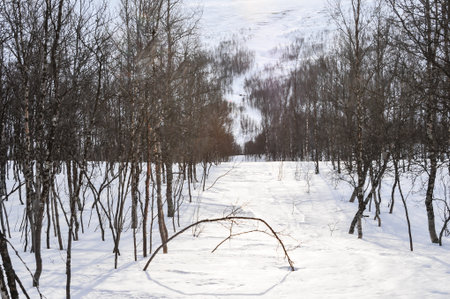Snowy landscape in Norwayの写真素材