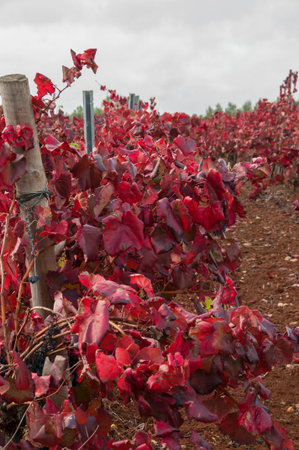 Vineyard with red leaves in autumnの写真素材