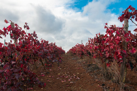 Vineyard with red leaves in autumnの写真素材