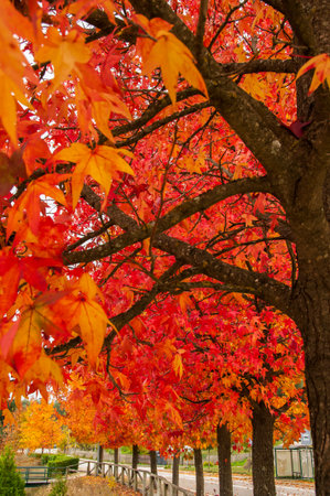 Autumn palette color from yellow to redの写真素材