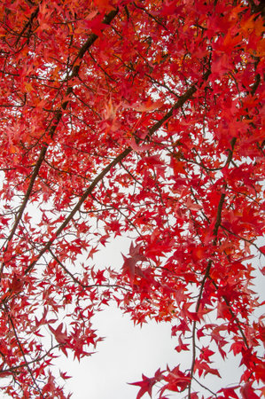 Autumn palette color from yellow to redの写真素材