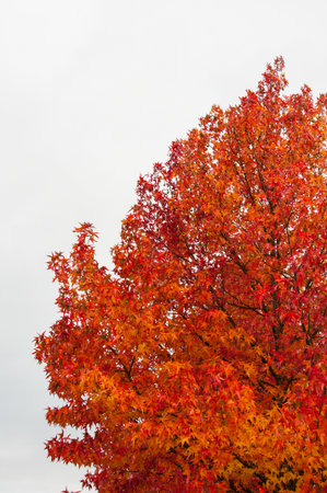 Autumn palette color from yellow to redの写真素材