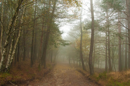 Autumn landscape with red leavesの写真素材