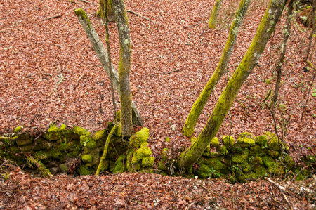 Autumn landscapeの写真素材