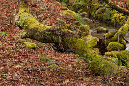 Autumn landscape with red leavesの写真素材