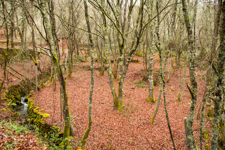 Autumn landscape with red leavesの写真素材