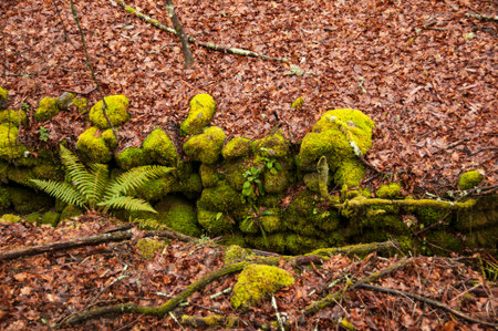 Autumn landscape with red leavesの写真素材