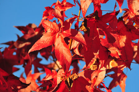 Autumn palette color from yellow to redの写真素材