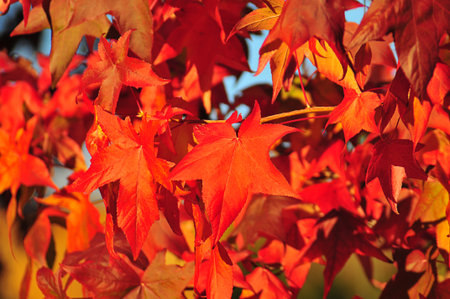 Autumn palette color from yellow to redの写真素材