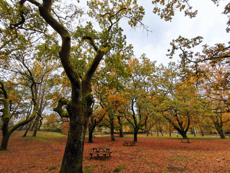 Autumn landscape with red leavesの写真素材