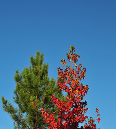 Autumn palette color from yellow to redの写真素材