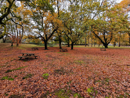 Autumn landscape with red leavesの写真素材