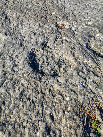 Natural monument of fossil dinosaur footprints in Serra D 'Aire in Pedreira do Galinha, in Portugal. A pedagogical circuit was created at the site, where visitors can see and touchの写真素材