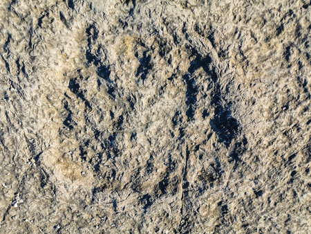 Natural monument of fossil dinosaur footprints in Serra D 'Aire in Pedreira do Galinha, in Portugal....