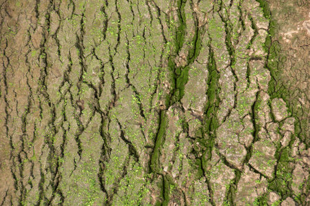 The Ponsul River is a affluent of the Tejo River, in Portugal, and is a very large river. At this time it is completely dry, without water and with its bed cracked.の写真素材