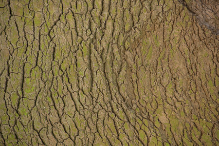 The Ponsul River is a affluent of the Tejo River, in Portugal, and is a very large river. At this time it is completely dry, without water and with its bed cracked. Climate changeの写真素材