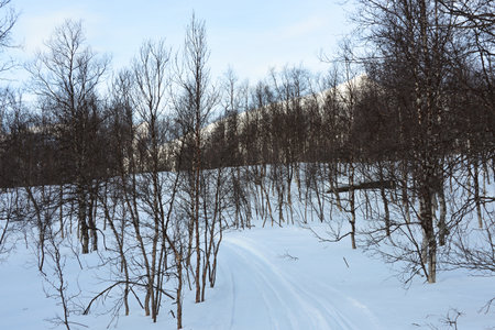 Snowy landscapeの写真素材