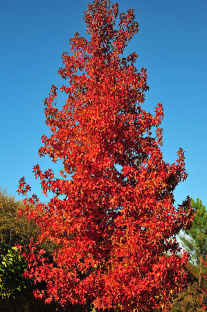 Autumn palette color from yellow to redの写真素材