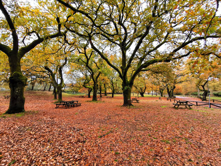 Autumn landscape with red leavesの写真素材