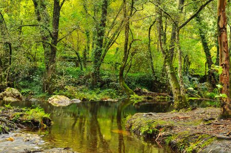 Calm and transparent water in a forest in Portugalの写真素材