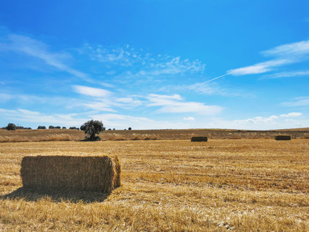 Hay bales in the fieldの写真素材