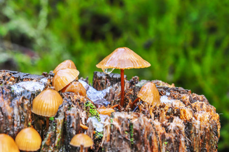 Landscape with warm autumn colorsの写真素材