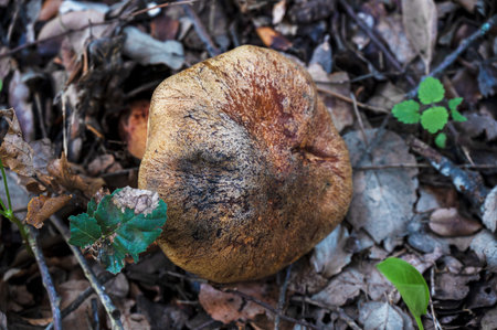 Detail of wild mushroom in forest, their natural environmentの写真素材