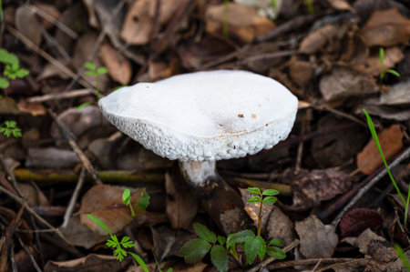 Detail of wild mushroom in forest, their natural environmentの写真素材