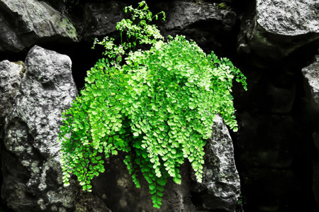 Maidenhair fern plant on stone wall background, closeup of photoの写真素材