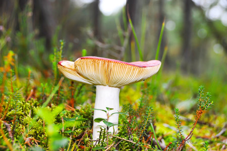Detail of wild mushroom in forest, their natural environmentの写真素材